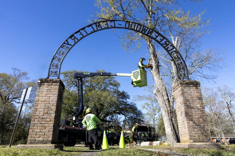 Trees Cut at Historic Slidell Cemetery