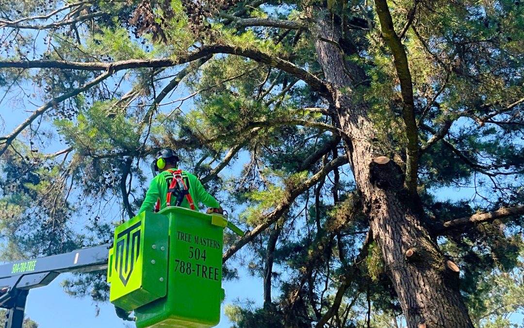 When is the Best Time to Trim Trees? – Professional Insight from Tree Masters New Orleans.